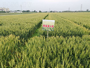 �P(y��ng)ݗ��4̖(h��o)-С���N��-������