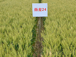 �P(y��ng)��24-С���N��-������