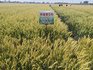 �P(y��ng)ݗ��8̖(h��o)-С���N��-������