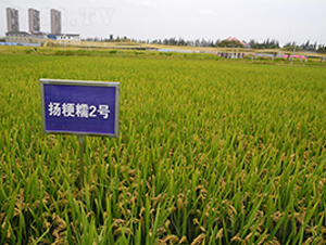 �P��Ŵ2̖-ˮ���N��-������