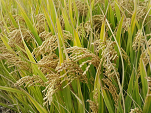 �P��805-ˮ���N��-������