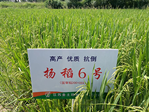 �P��6̖-ˮ���N��-������