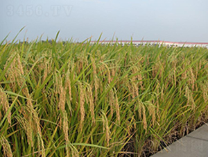 �P�Ƀ�(y��u)013-ˮ���N��-������