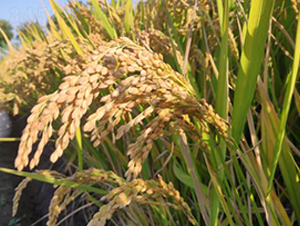 ������1̖(h��o)-ˮ���N��-������