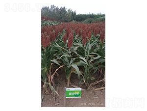 º�s1̖-�����N��-º��N�I(y��)