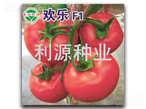 歡樂-番茄種子-利源種業(yè)