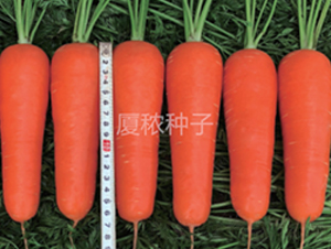 �B�t��̖(h��o)-���}���N��-�B���r(n��ng)�I(y��)