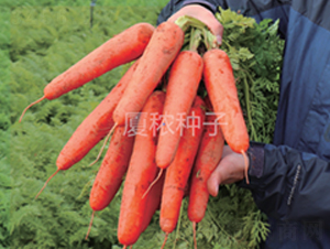 �B�t��̖-���}���N��-�B���r(n��ng)�I(y��)