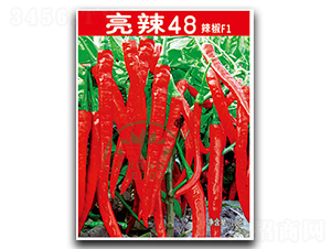 亮辣48-辣椒種子-亮農(nóng)
