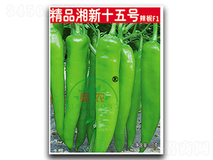 精品湘新十五號-辣椒種子-亮農(nóng)