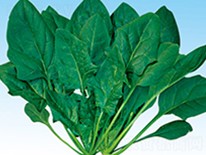 日本春秋大葉菠菜-菠菜種子-綠百旺