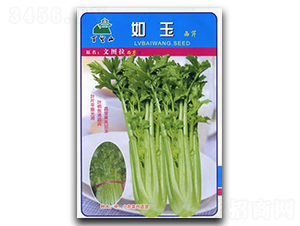 如玉-西芹種子-綠百旺