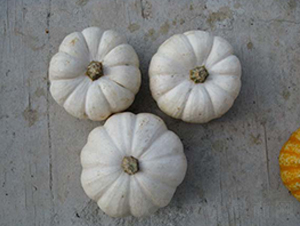 ���201-�ϹϷN��-���y�ϲ�