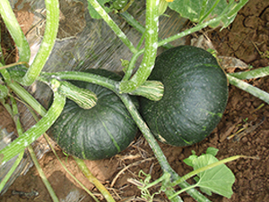 �ھ�һ̖-�ϹϷN��-���y�ϲ�