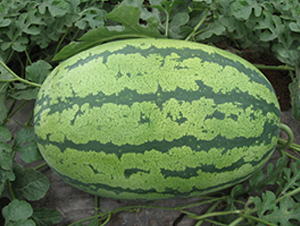 �E�A��-���ϷN��-���y�ϲ�