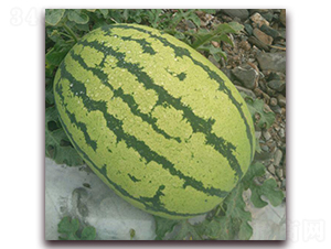 ���y��̖-���ϷN��-���y�ϲ�