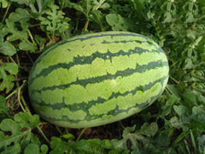 ���y�t����-���ϷN��-���y�ϲ�