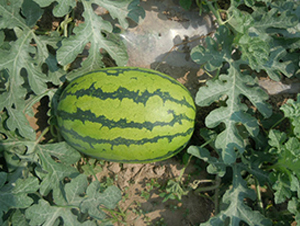 ���A�G��-���ϷN��-���y�ϲ�