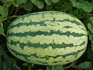 ���x���r��̖-���ϷN��-���y�ϲ�