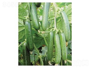 ��֮��-�S�ϷN��-������