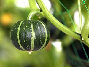 ����6̖-�ϹϷN��-�����r(n��ng)