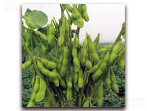 ����5̖-�󶹷N��-�����r(n��ng)