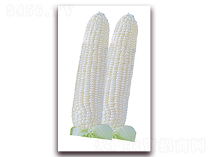 ���P��5̖-���׷N��-�����r(n��ng)