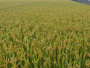 ��67-ˮ���N��-�����r(n��ng)