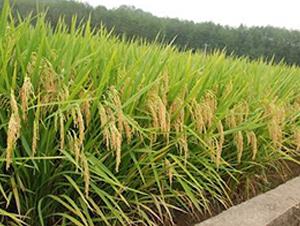 華浙優(yōu)1號-水稻種子-勿忘農(nóng)