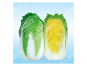 ����-�ײ˷N��-������