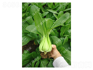 ����G157-�๣�˷N��-������