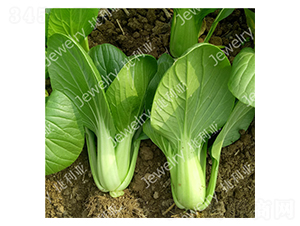 �ݶ���1620-�๣�˷N��-������