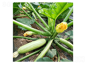 ����38-�����J�N��-������