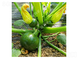 �G��1668-�����J�N��-������