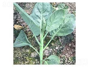 �݌�6̖-���{(l��n)�N��-������