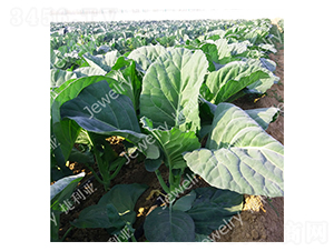 �݌�14-���{(l��n)�N��-������