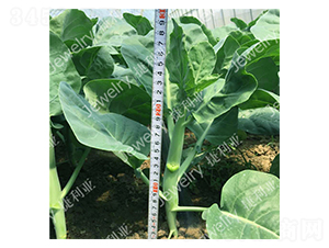 �݌�4̖-���{�N��-������