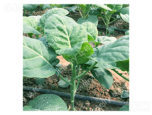 �݌�5̖-���{�N��-������