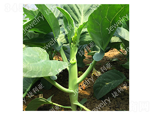 �݌�2̖-���{�N��-������