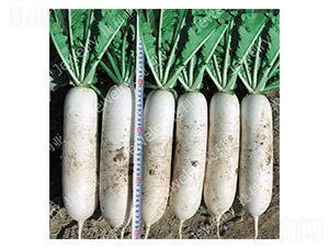 ����149-�}���N��-������