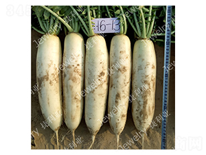 ������1613-�}���N��-������