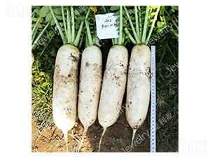 ������1612-�}���N��-������