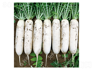 CR���紺4̖(h��o)-�}���N��-������