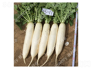 ������1511-�}���N��-������