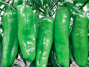 天王星-辣椒種子-蕭新種業(yè)