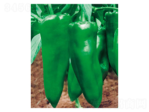大果王-辣椒種子-蕭新種業(yè)