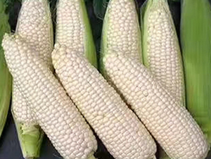 ��Ŵ2000-Ŵ���׷N��-����N��