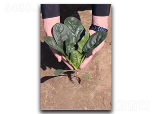 �ڸ�-���˷N��-����N��