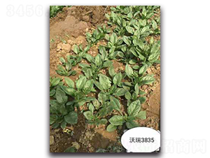 ����3835-���˷N��-����N��