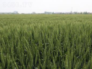 �r(n��ng)��158-С���N��-���r(n��ng)���S